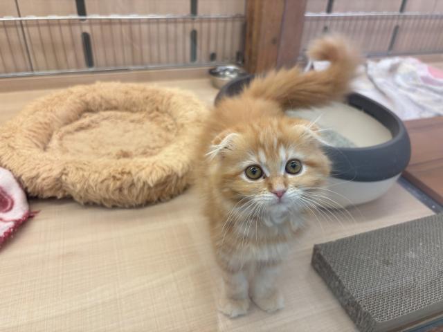 折れ耳に綺麗な瞳がかわいいスコちゃん。オープンな寝相もチャームポイント。