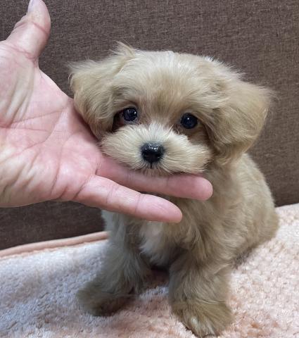 MIX超サプライズ特価の子💕マルプーmix犬💕Tカップサイズ確定の子💕 総額188,000円💕超お得プライスでお迎えできます💕プライスはご遠慮なくご相談くださいね💕