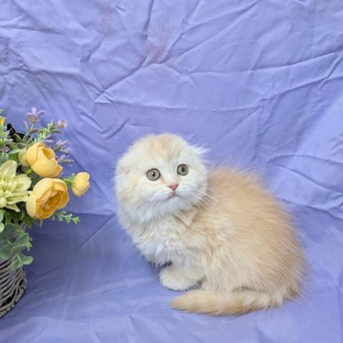 スコティッシュフォールド