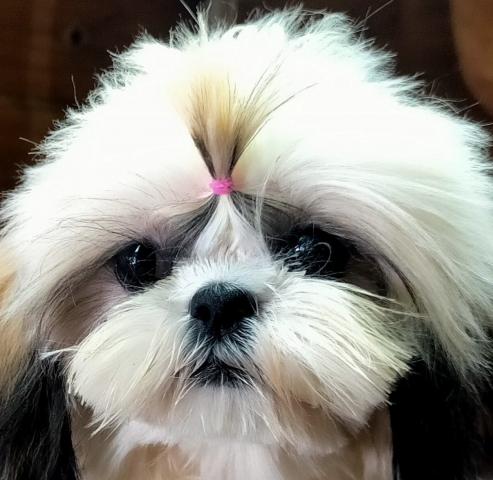 シーズー♪コールまま’の愛息子くん