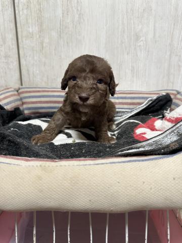 ベドリントンテリア