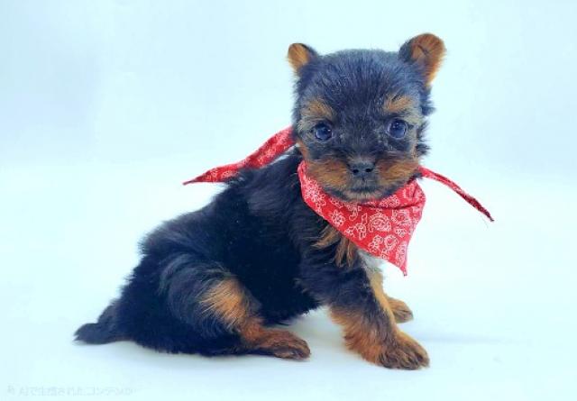 ヨークシャーテリア