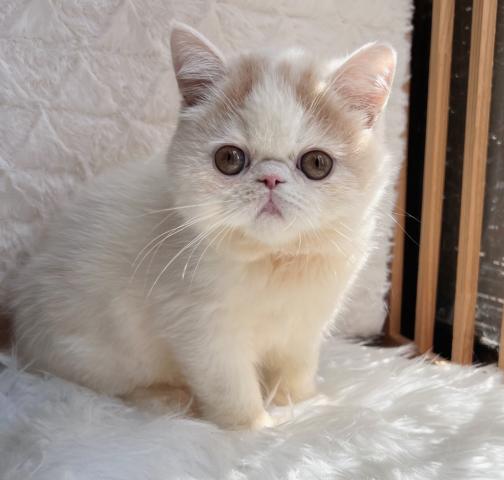 エキゾチックショートヘアー