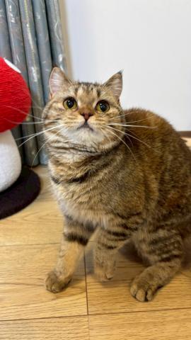 ブリティッシュショートヘア