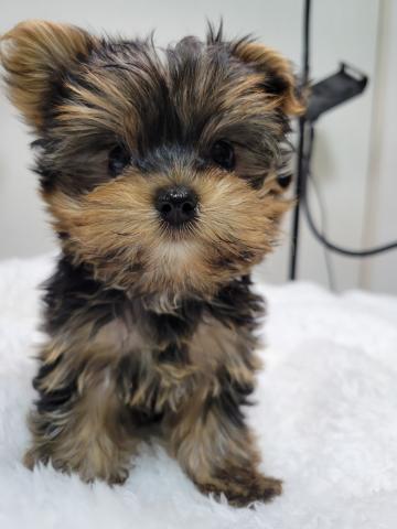 ヨークシャーテリア