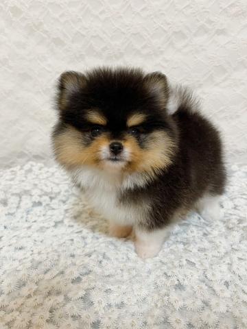 お目目キラキラ✧ふわふわなポメラニアンの女の子♡