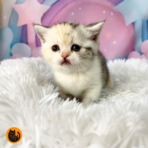 スコティッシュフォールド