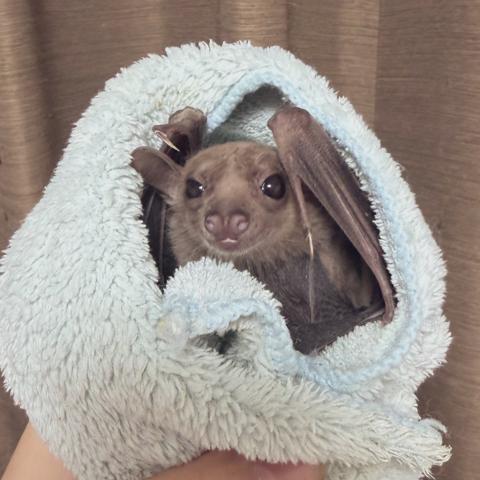 エジプシャンルーセットオオコウモリ