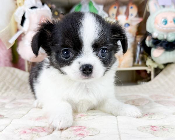 チワワ（ロングコート）