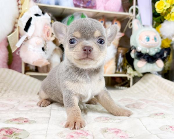 チワワ（スムースコート）