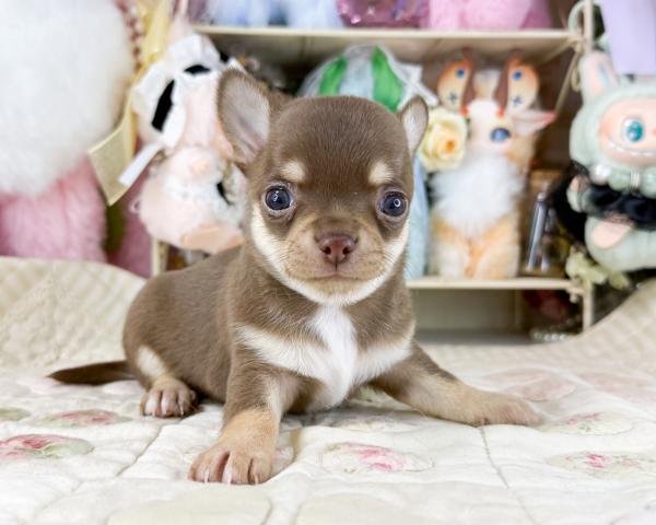 チワワ（スムースコート）