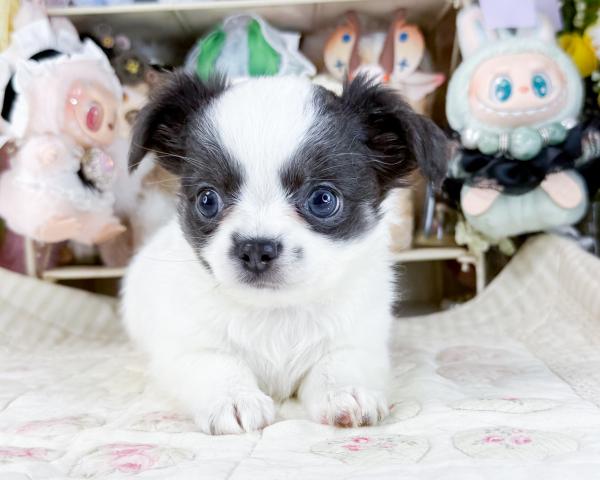 チワワ（ロングコート）