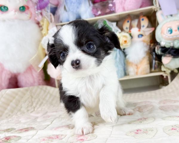 チワワ（ロングコート）