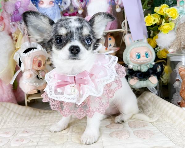 チワワ（ロングコート）