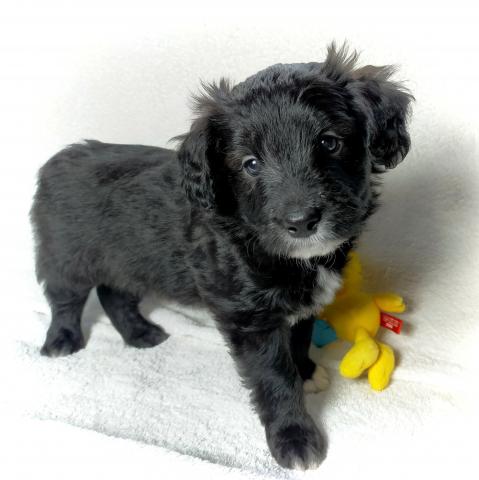 MIXボードゥードル：アオ