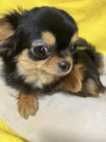 チワワ（ロングコート）