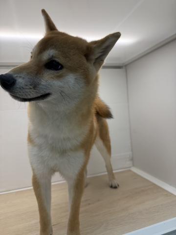 柴犬
