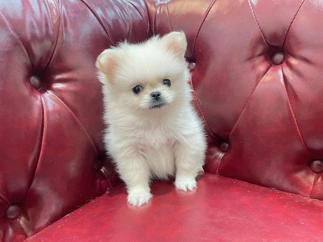 MIXポメラニアン×ペキニーズ