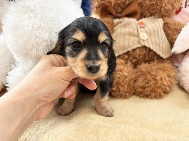 カニンヘンダックスフンド