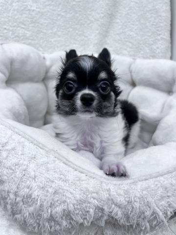 チワワ（ロングコート）