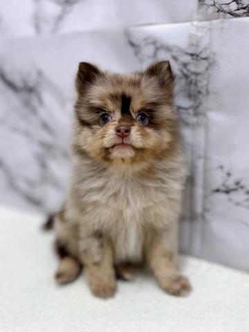 ポメラニアン【3/6お写真、動画更新！】Special price‼️珍しいチョコレートカラー！ヘーゼルのお目目が愛らしい♡