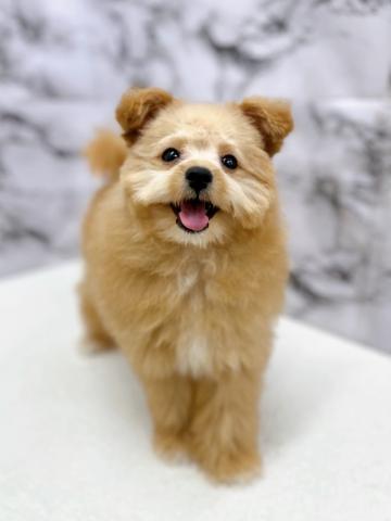 MIXポメラニアン×トイプードル44-2【3/6お写真、動画更新！】Special price‼️三角なお耳がかわいい♡ふわふわな男の子！