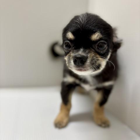 チワワ（ロングコート）