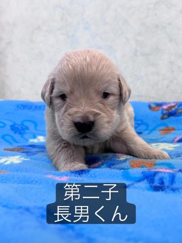 ゴールデンレトリーバー