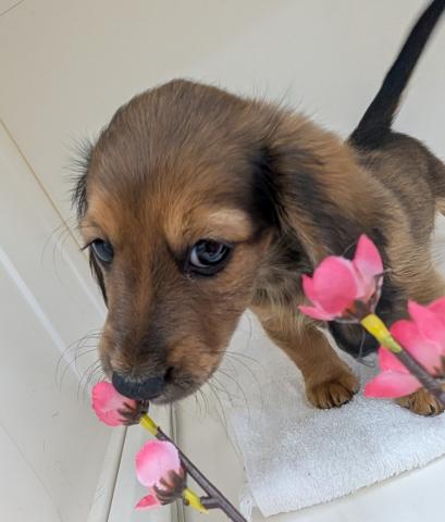 ミニチュアダックスフンド