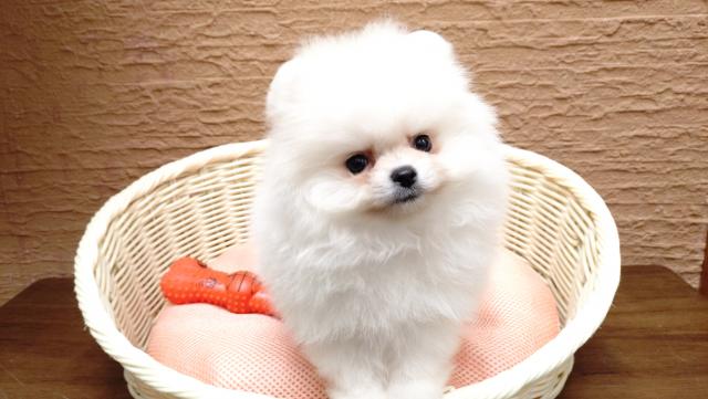 犬界のモフモフプリンス✨ポメラニアンの男の子😊✨橿原香久山店