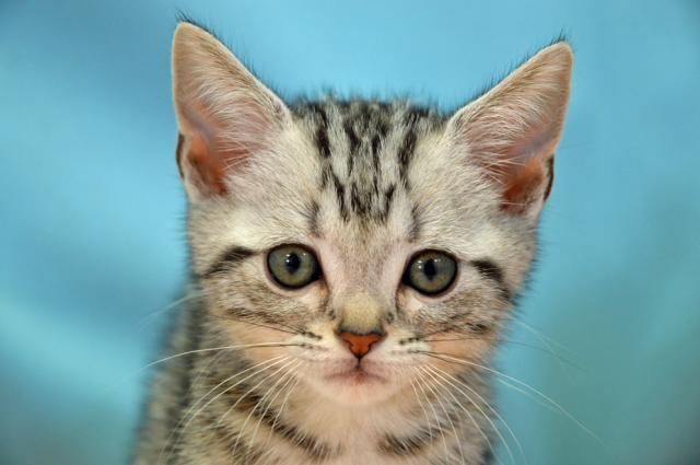 アメリカンショートヘアー