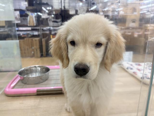 ゴールデンレトリーバー