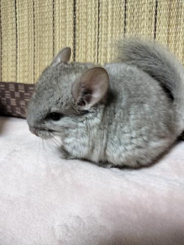 チンチラ