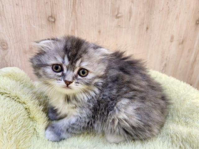 スコティッシュフォールド