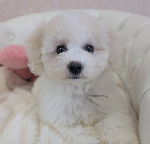 ビションフリーゼ