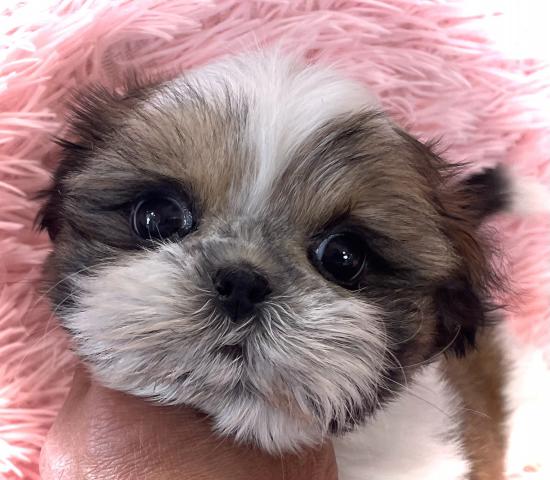 シーズー超サプライズ特価の子💕大人気のシーズー💕マナートレーニング済みの賢い子💕 総額198,000円💕超お得プライスでお迎えできます💕プライスはご遠慮なくご相談くださいね💕