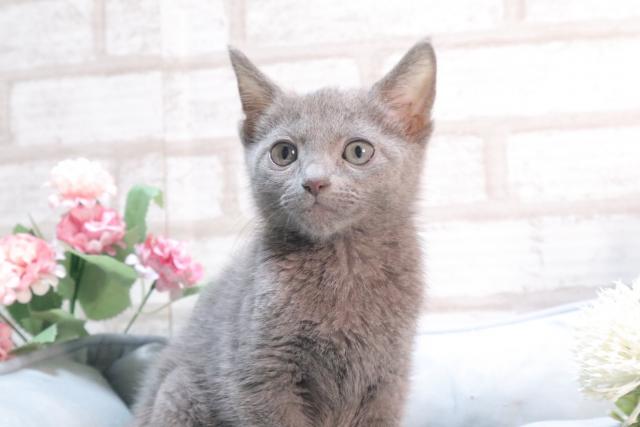 ロシアンブルー