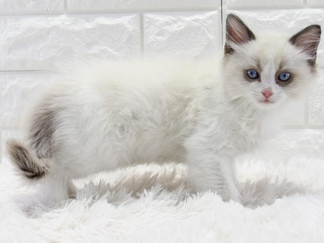 とっても小さなお顔がかわいくてかなりの甘えん坊さんのラグドールの男の子