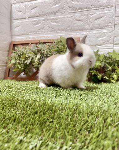 台湾ドワーフラビット