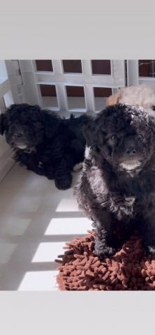 MIXビションプー