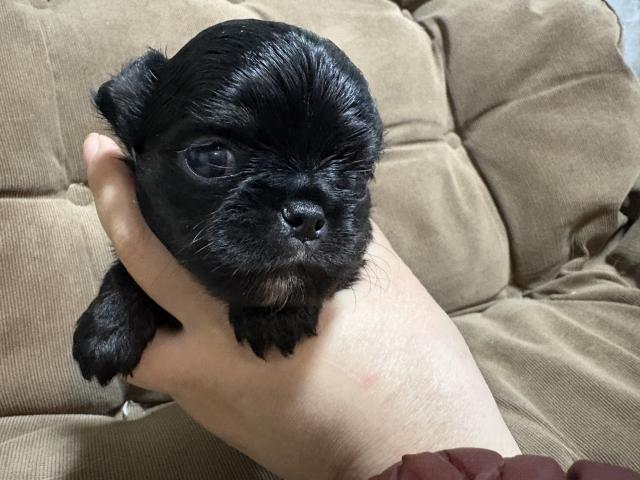 チワワ（ロングコート）