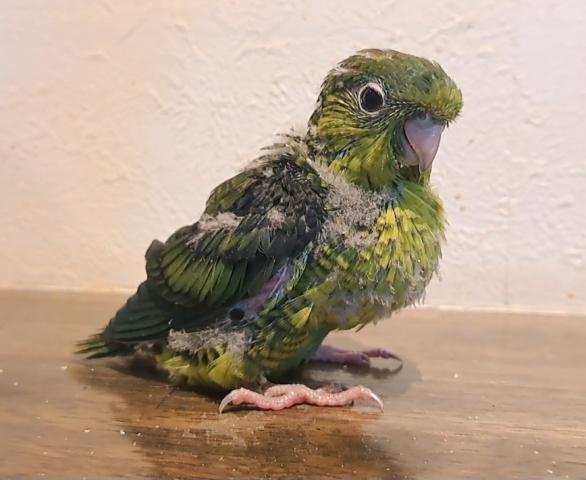 サザナミインコ　オリーブ