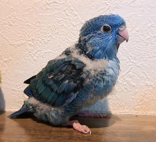 サザナミインコ　コバルト