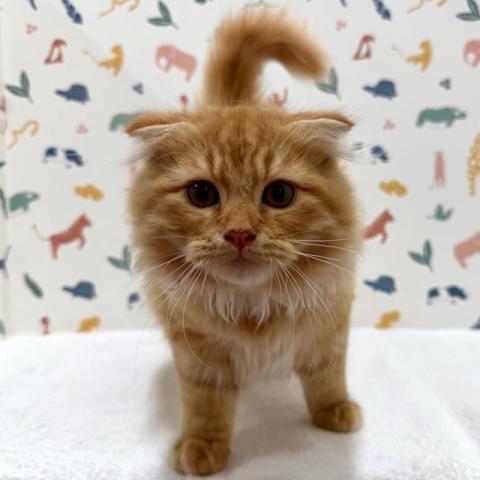 スコティッシュフォールド