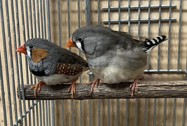 キンカチョウ ペア