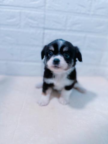 チワワ（ロングコート）