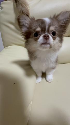 チワワ（ロングコート）