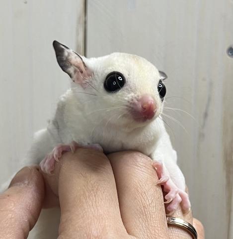 モザイク(スポットパイド) の女の子🩷