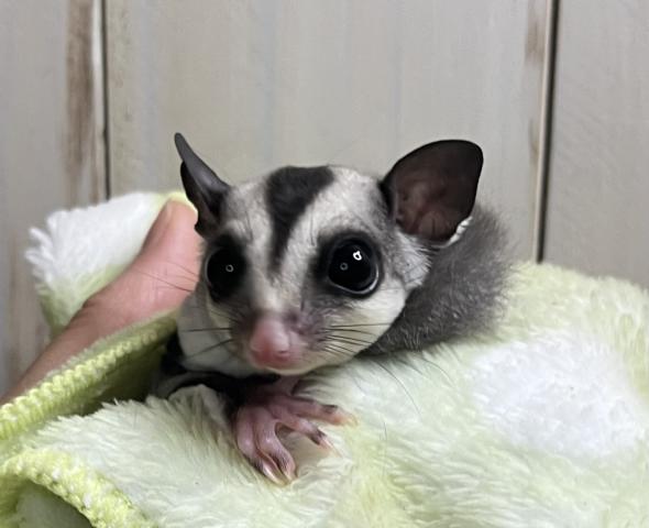 ノーマルhetプラチナ 男の子🩵