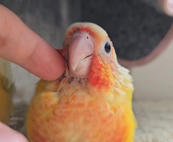 ウロコインコ